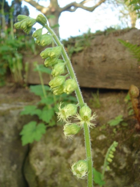 Tellima grandiflora (2)